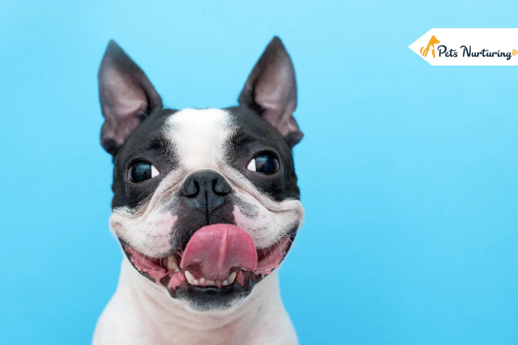 Boston Terrier Dog Breed