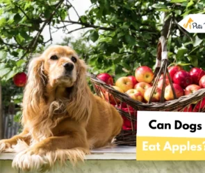 Can Dogs Eat Apple