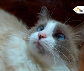 Cat Acne
