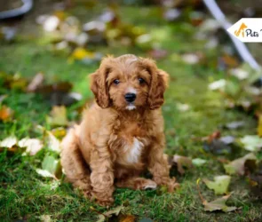 Cavapoo Dog
