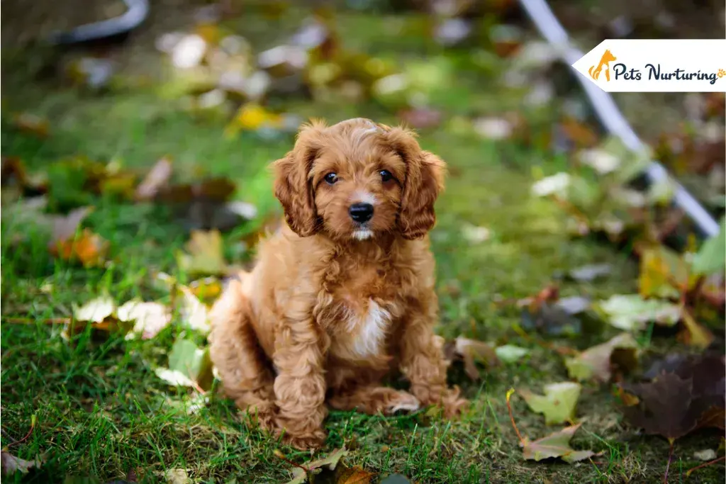 Cavapoo Dog