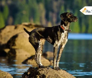 German Shorthaired Pointer