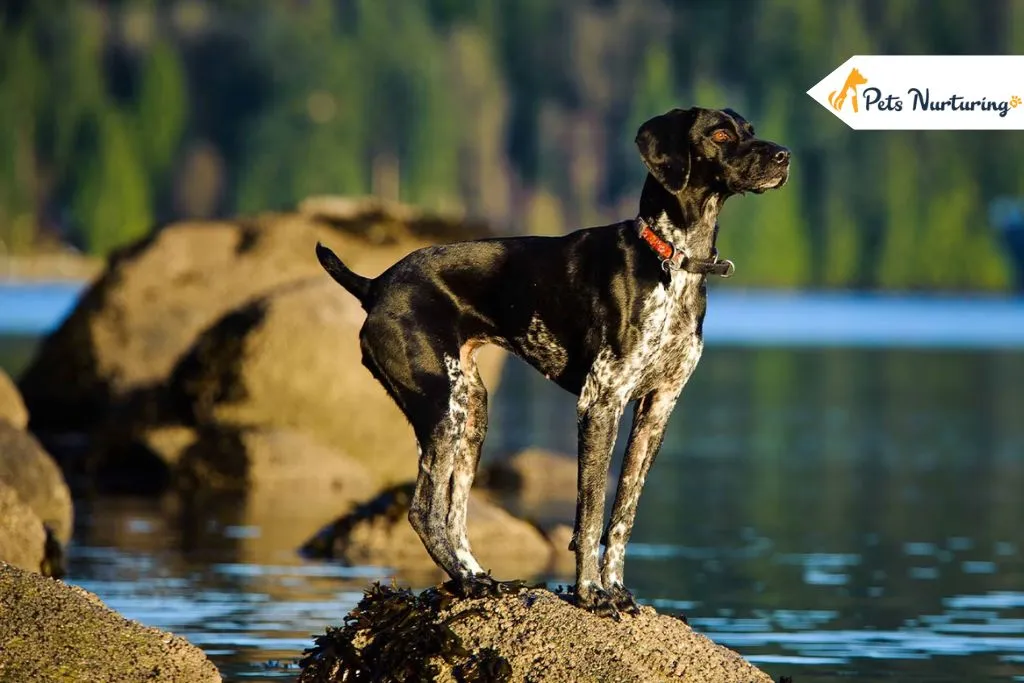 German Shorthaired Pointer