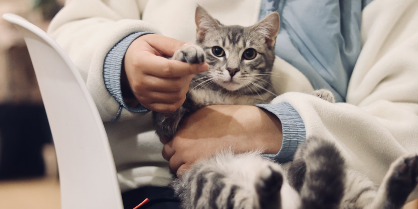 Impact of Thoracoscopy on Animal Health
