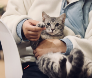 Impact of Thoracoscopy on Animal Health