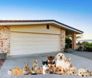 Pet Friendly Garage Space