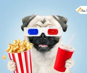 Pug Dog Breed