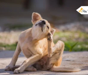 Pyoderma in Dogs