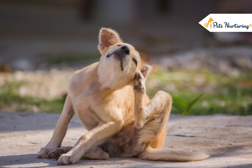 Pyoderma in Dogs