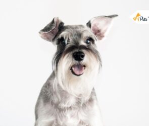 Schnauzer Dog Breed