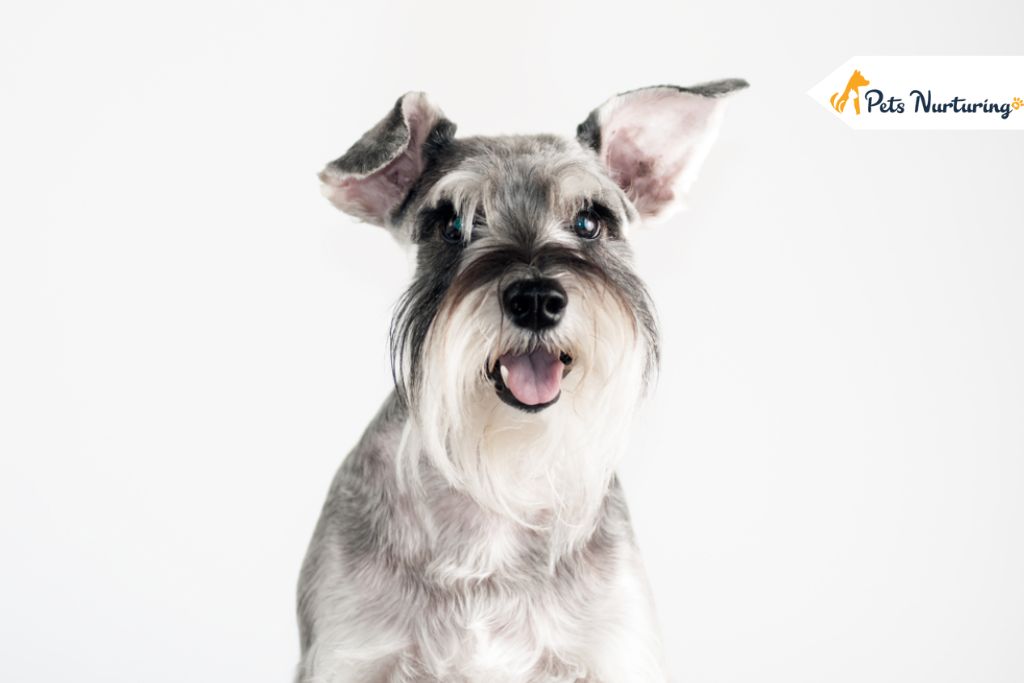Schnauzer Dog Breed