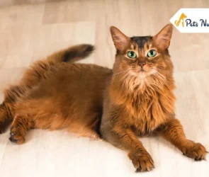 Somali Cat Breed