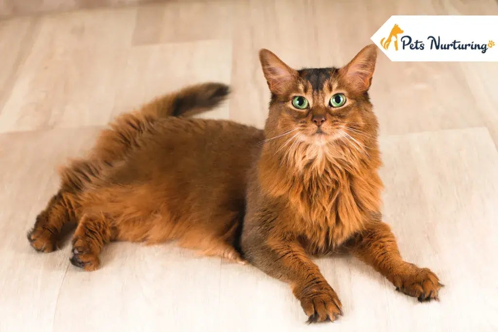 Somali Cat Breed