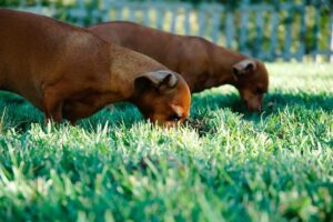 View of Many theories exist about why dogs eat grass. Some people think they do ...