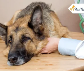 Vestibular Disease in Dogs Symptoms