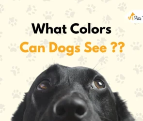 What Colors can Dogs See