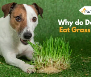 Why do Dogs Eat Grass
