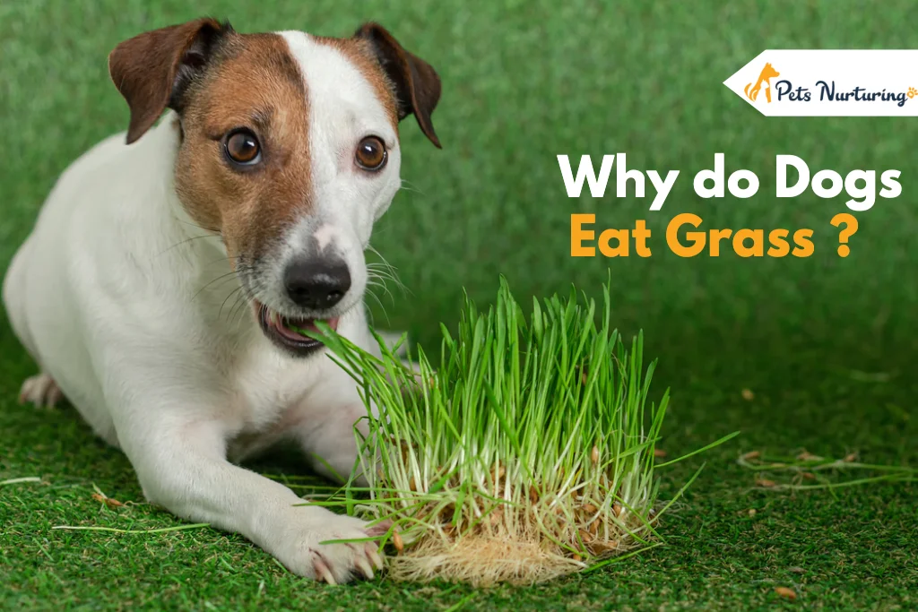 Why do Dogs Eat Grass