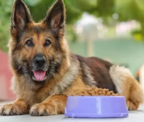 Dog Food Allergies