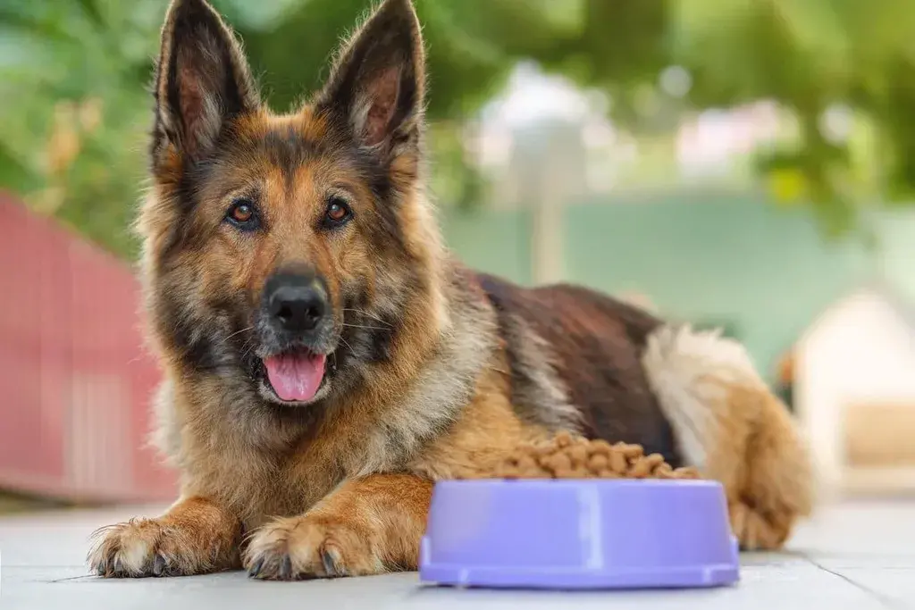 Dog Food Allergies