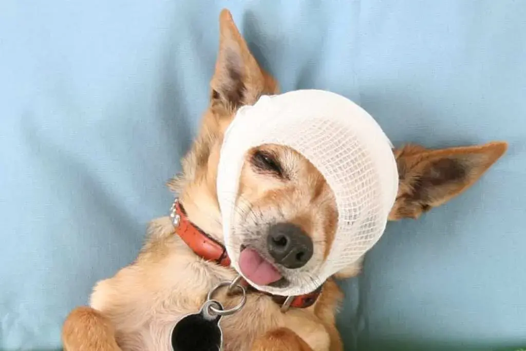 Head Injuries in Dog Attacks