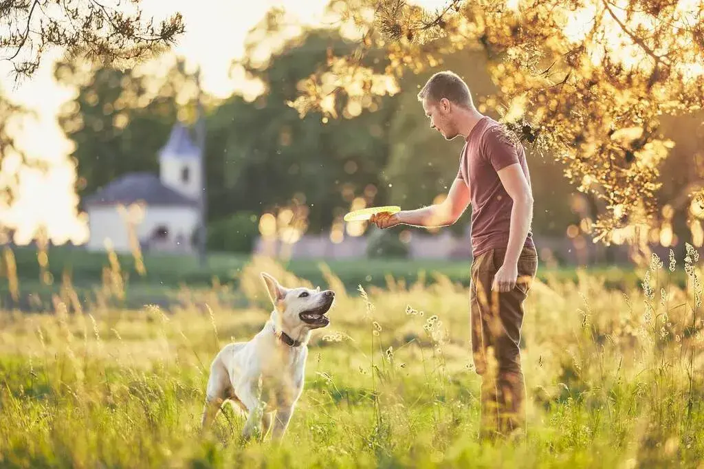 Missing Dog owner