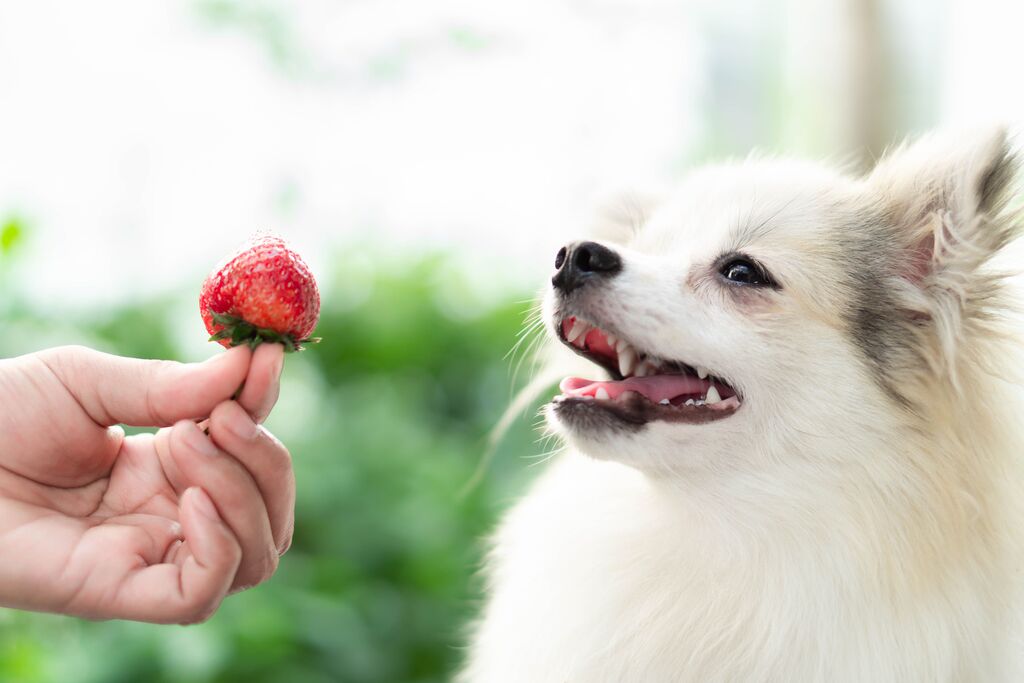 Can Dogs Eat Strawberries