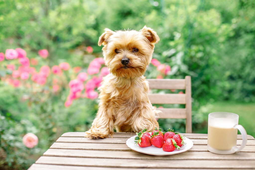 Can strawberries bad for dog
