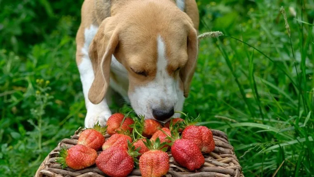 Dog Ate Too Many Strawberries