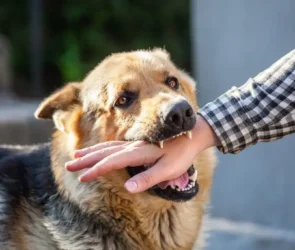Dog Bite Case