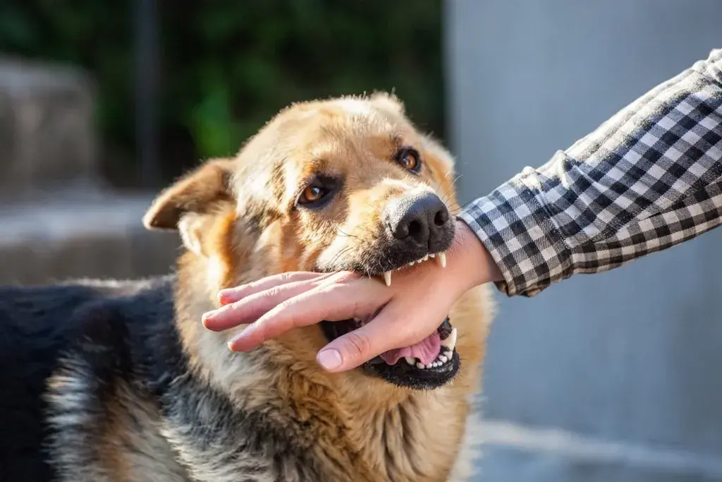 Dog Bite Case