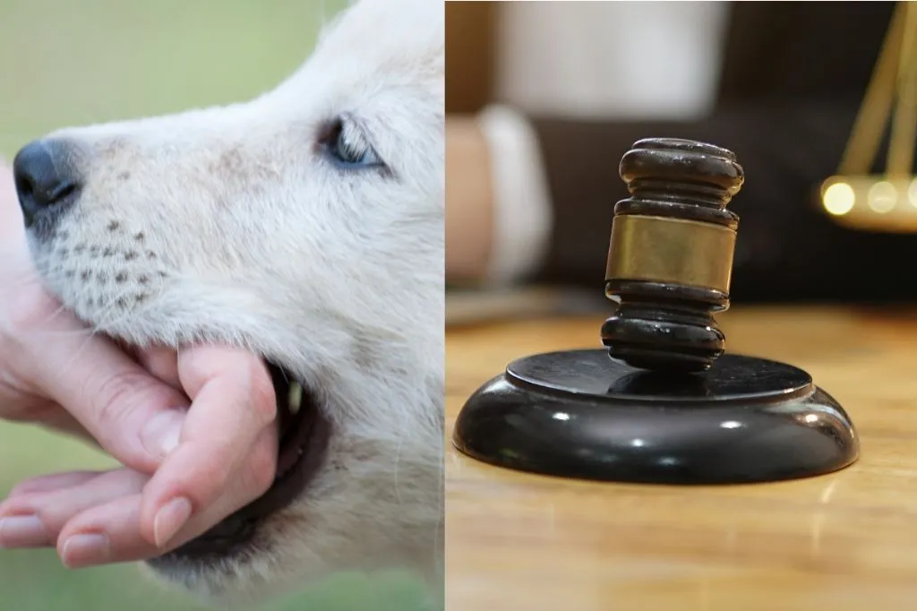 Dog Bite Laws One Bite Rule vs. Strict Liability