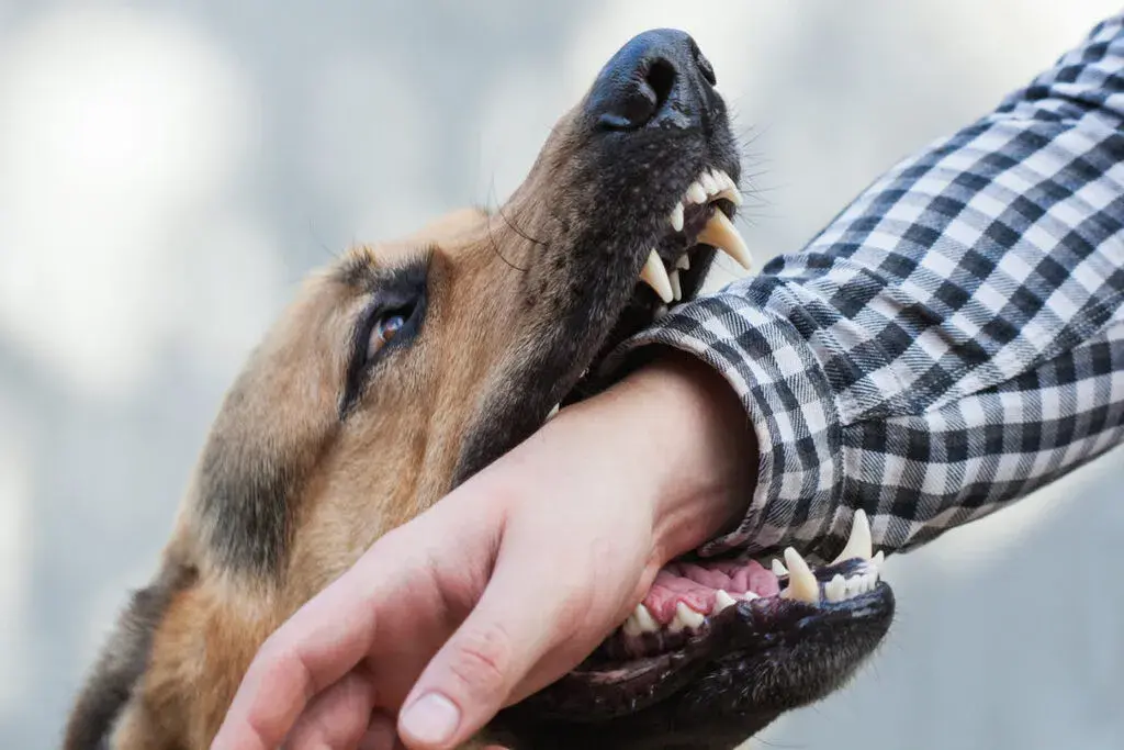 Dog Bites Cases
