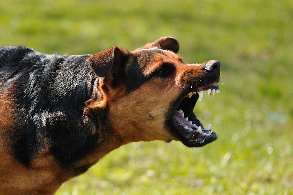 Dog Bites