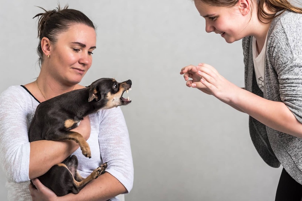 Handling Dog Bite Cases