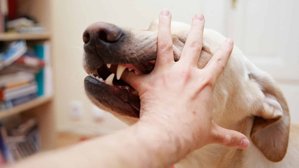 Information on Dog Bites