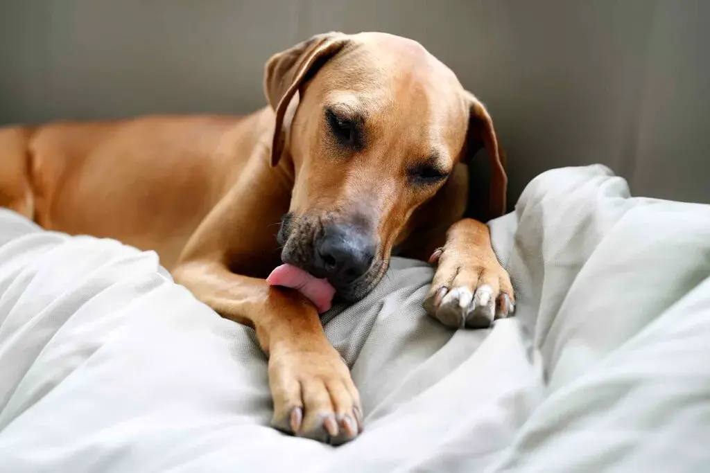 Reasons why dogs lick their paw