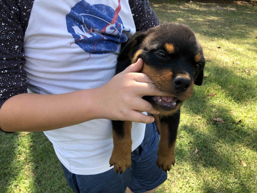  rottweiler bites consequences