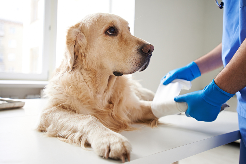 signs of pet emergencies