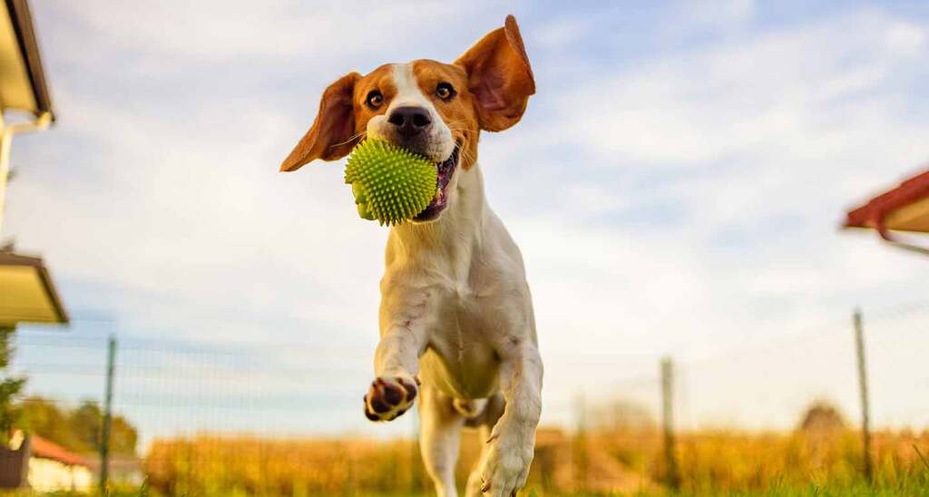 Dog Exercise