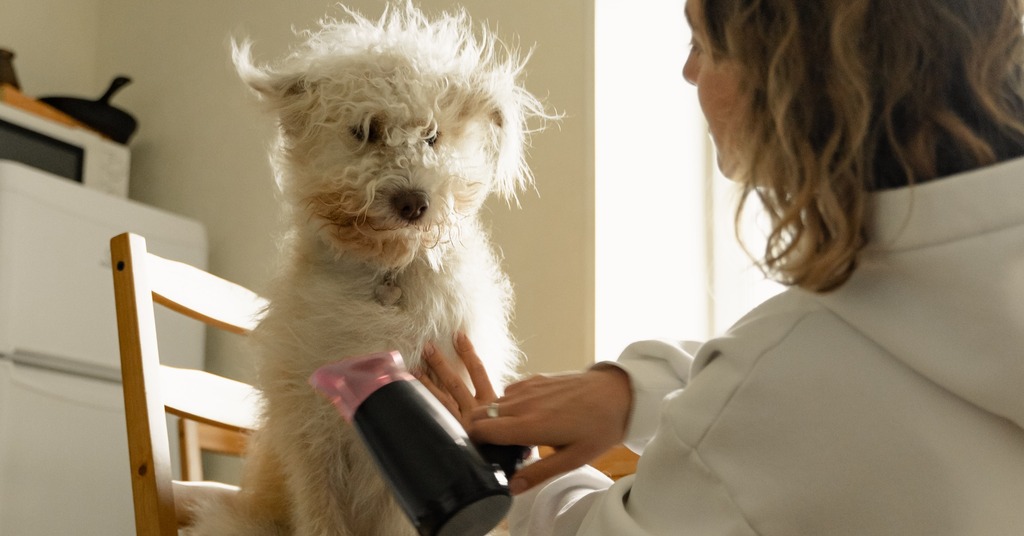 Dog Grooming