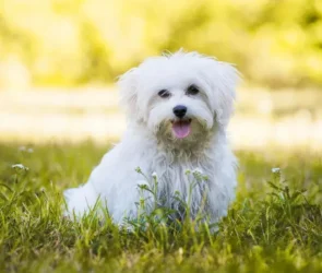 dog health maintenance