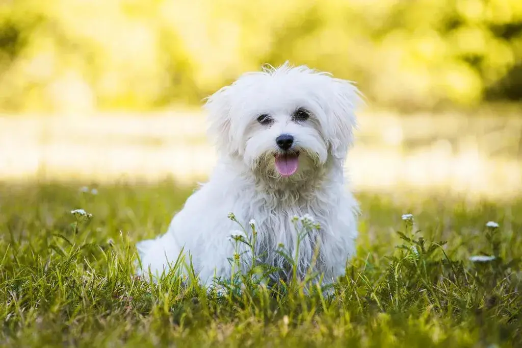 dog health maintenance