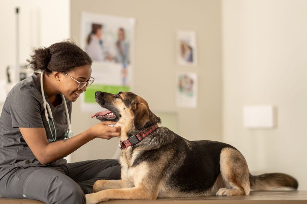 Dog with a vet