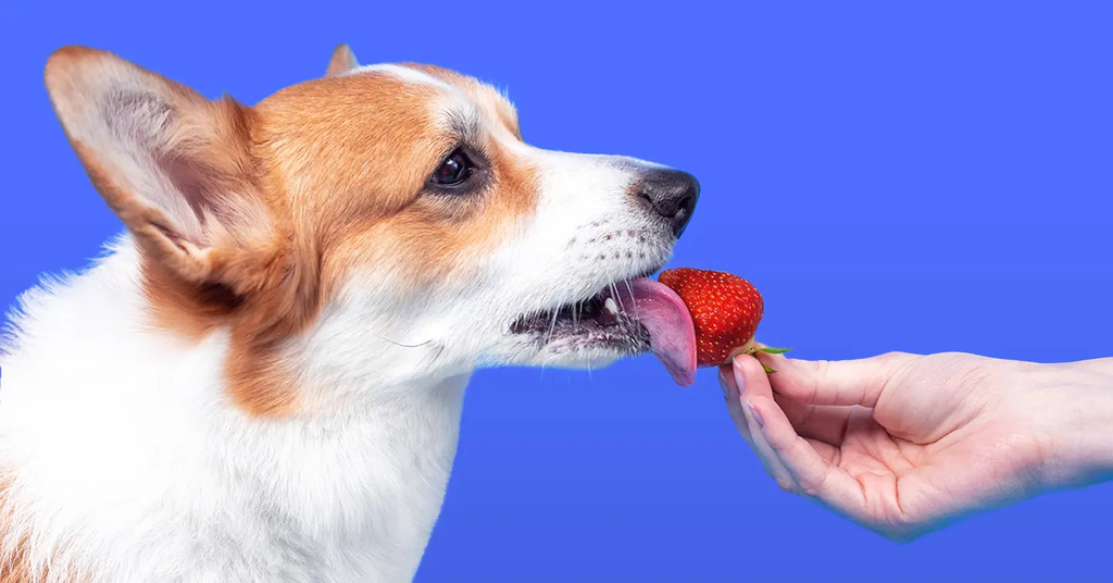 Safely Feed Your Dog Strawberries