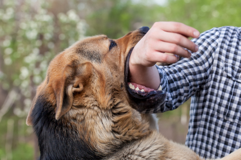 laws for dog bite