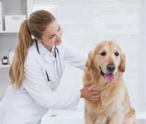 pet emergency