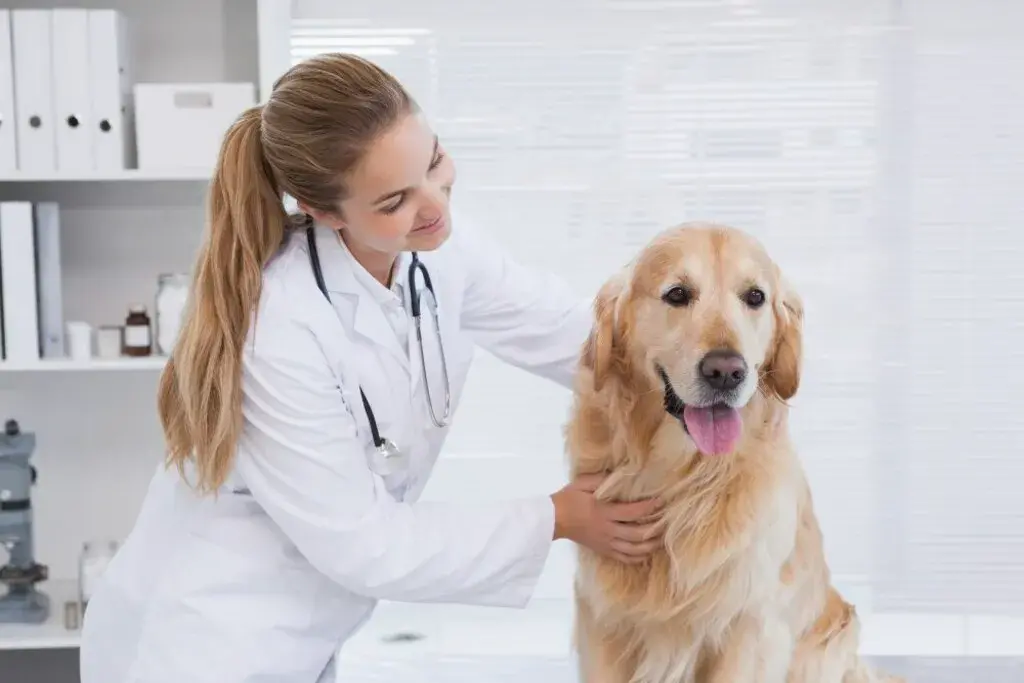 pet emergency