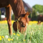 Digestive Health Supplements for Horse