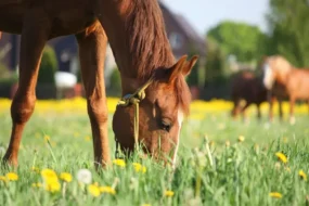 Digestive Health Supplements for Horse
